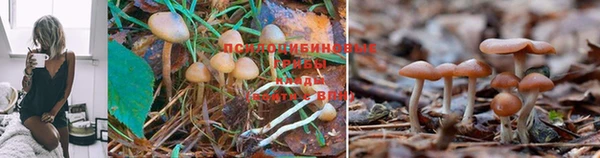 твердый Каменск-Шахтинский