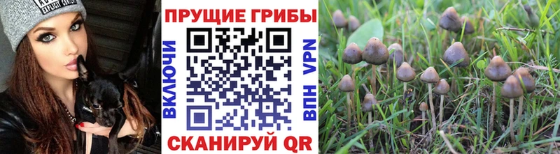 Псилоцибиновые грибы мухоморы  Купить  Шлиссельбург 